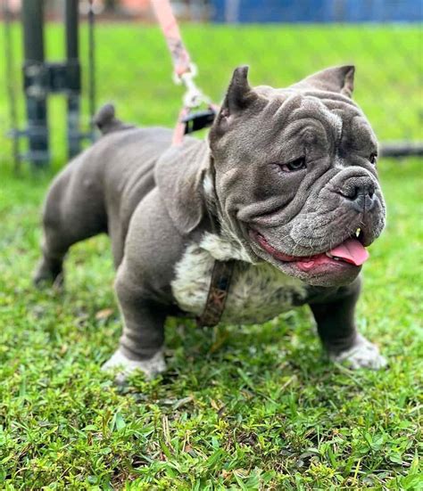 exotic american bully